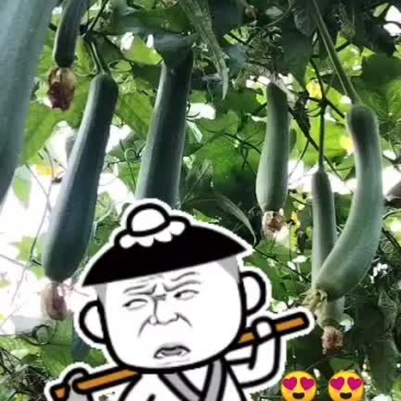 露天肉丝瓜