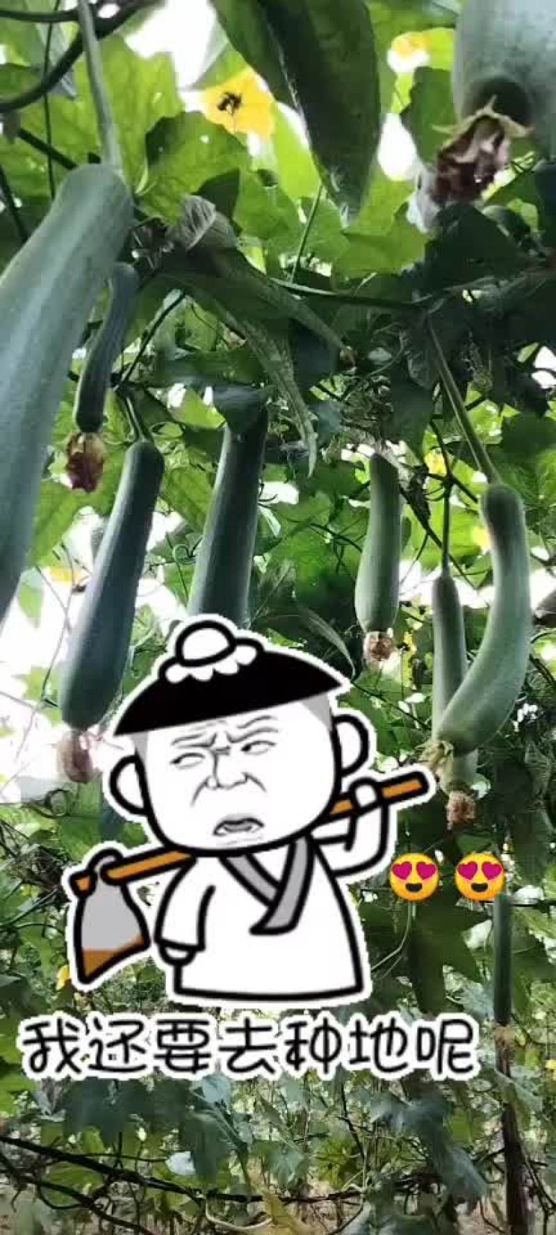 露天肉丝瓜