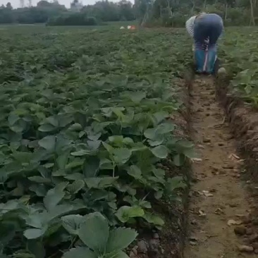 大叶红颜