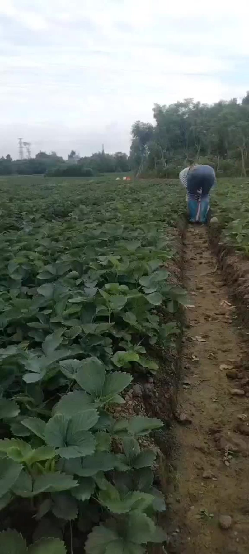 大叶红颜