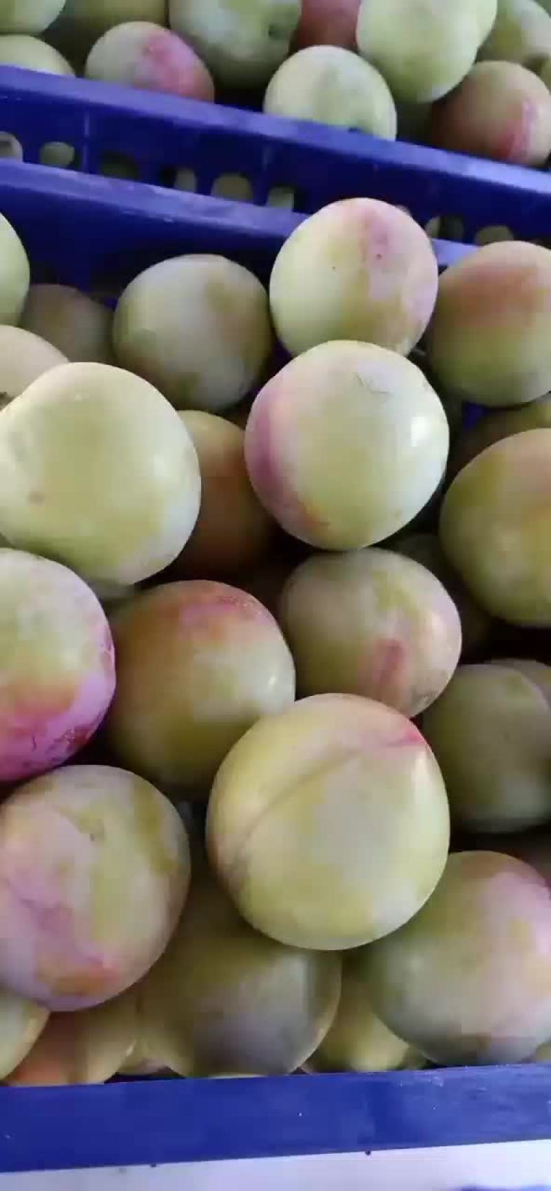 李子