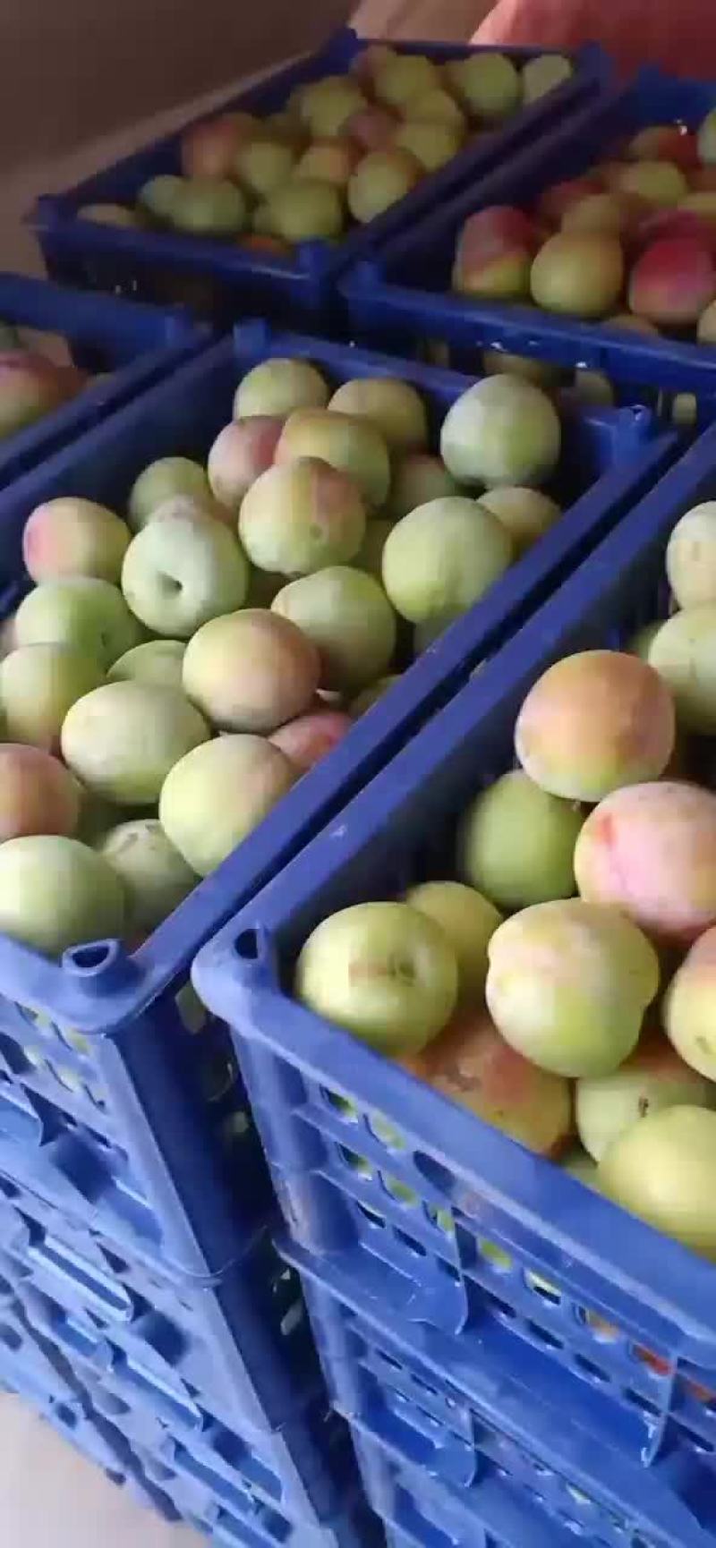 李子