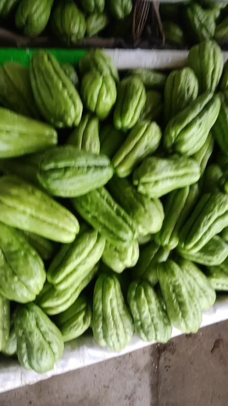 山东大棚精品佛手瓜