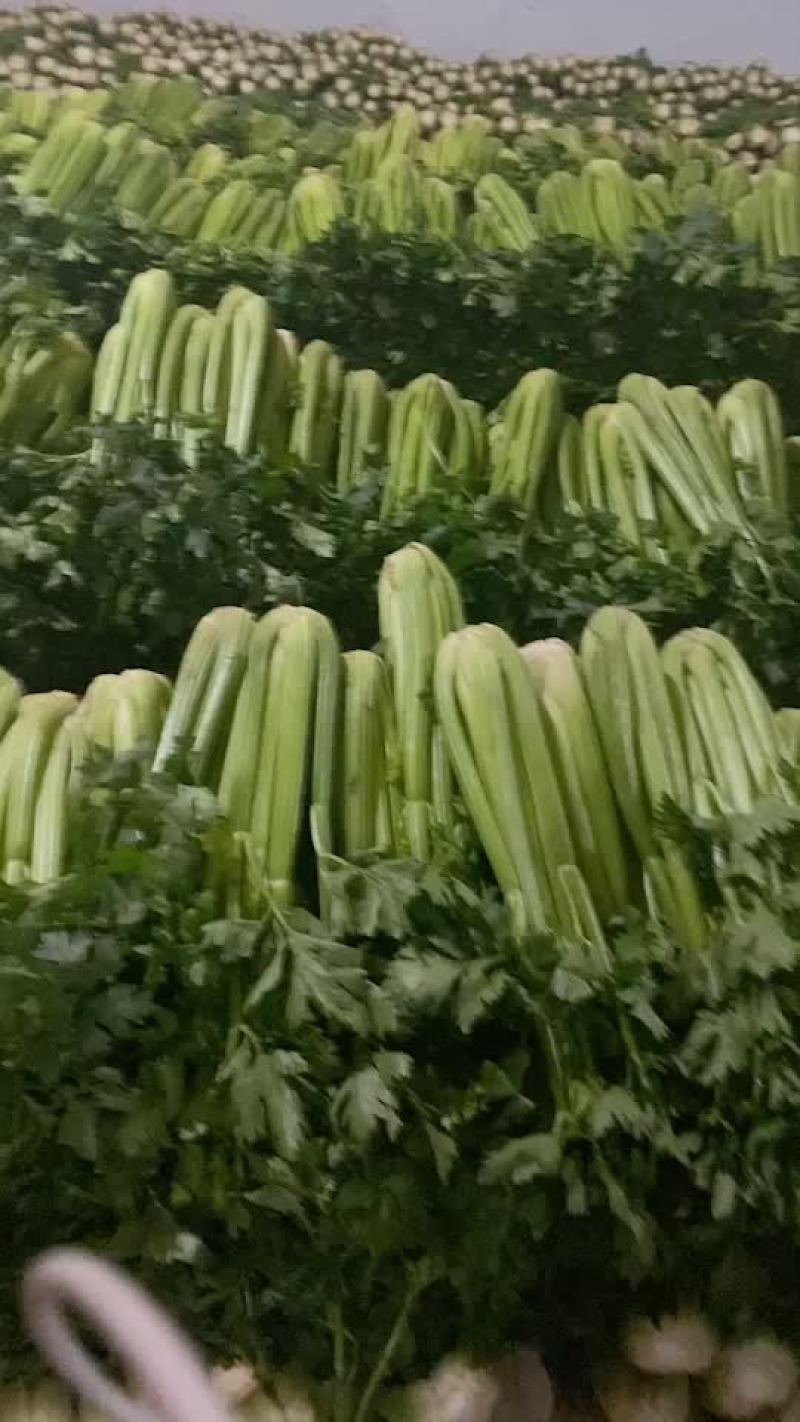 芹菜