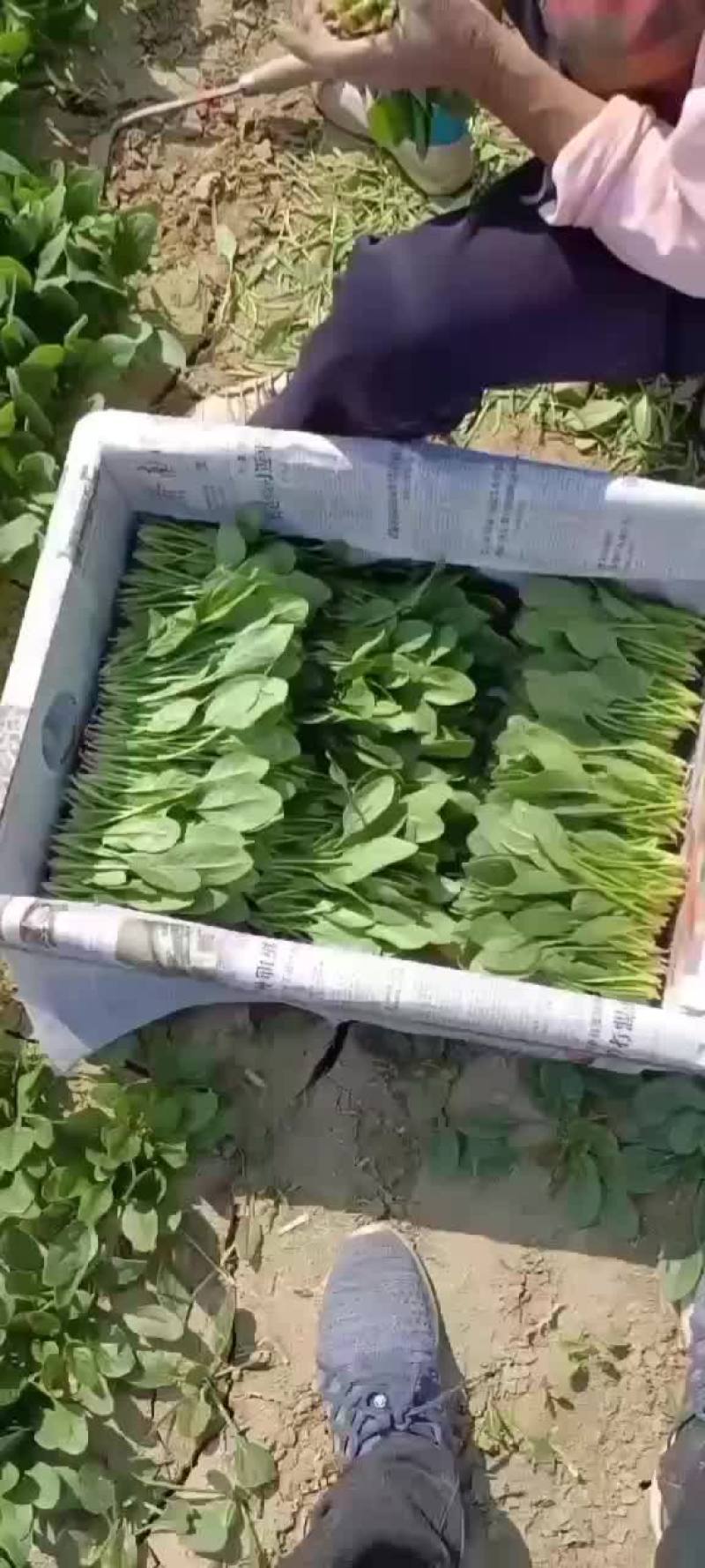 25-28公分精品菠菜大家上市了，欢迎各位老板下单。