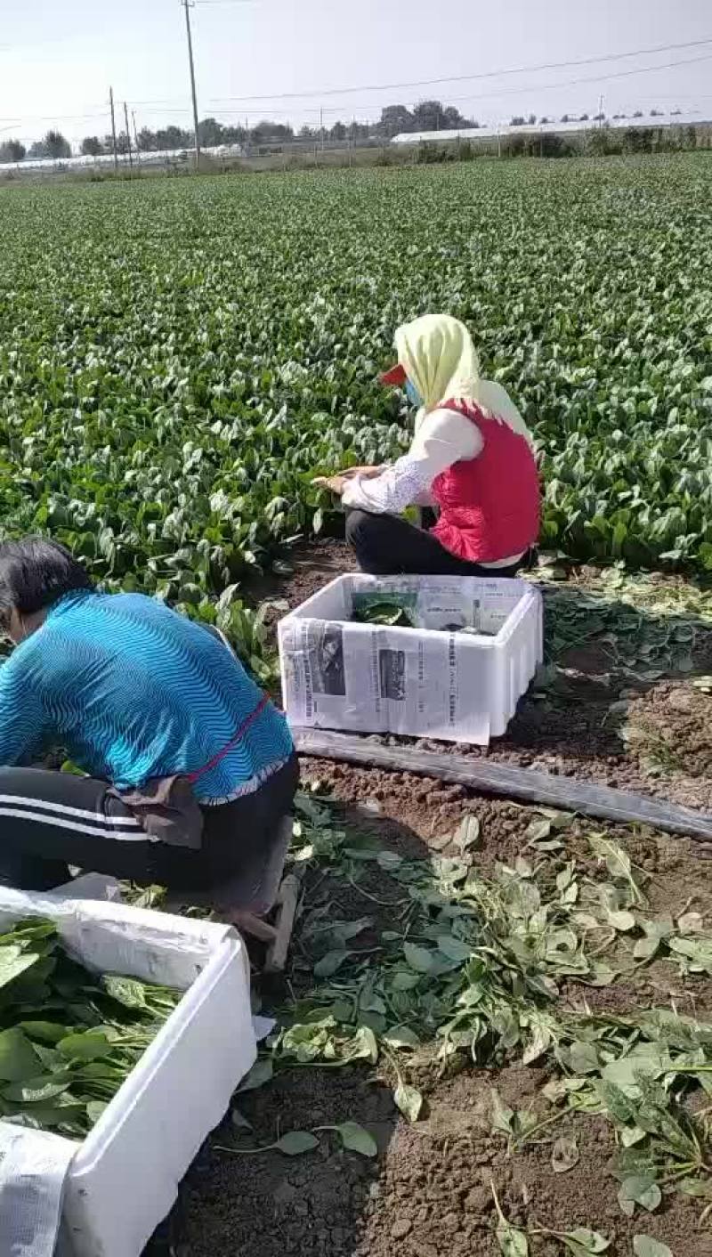 25-28公分精品菠菜大家上市了，欢迎各位老板下单。