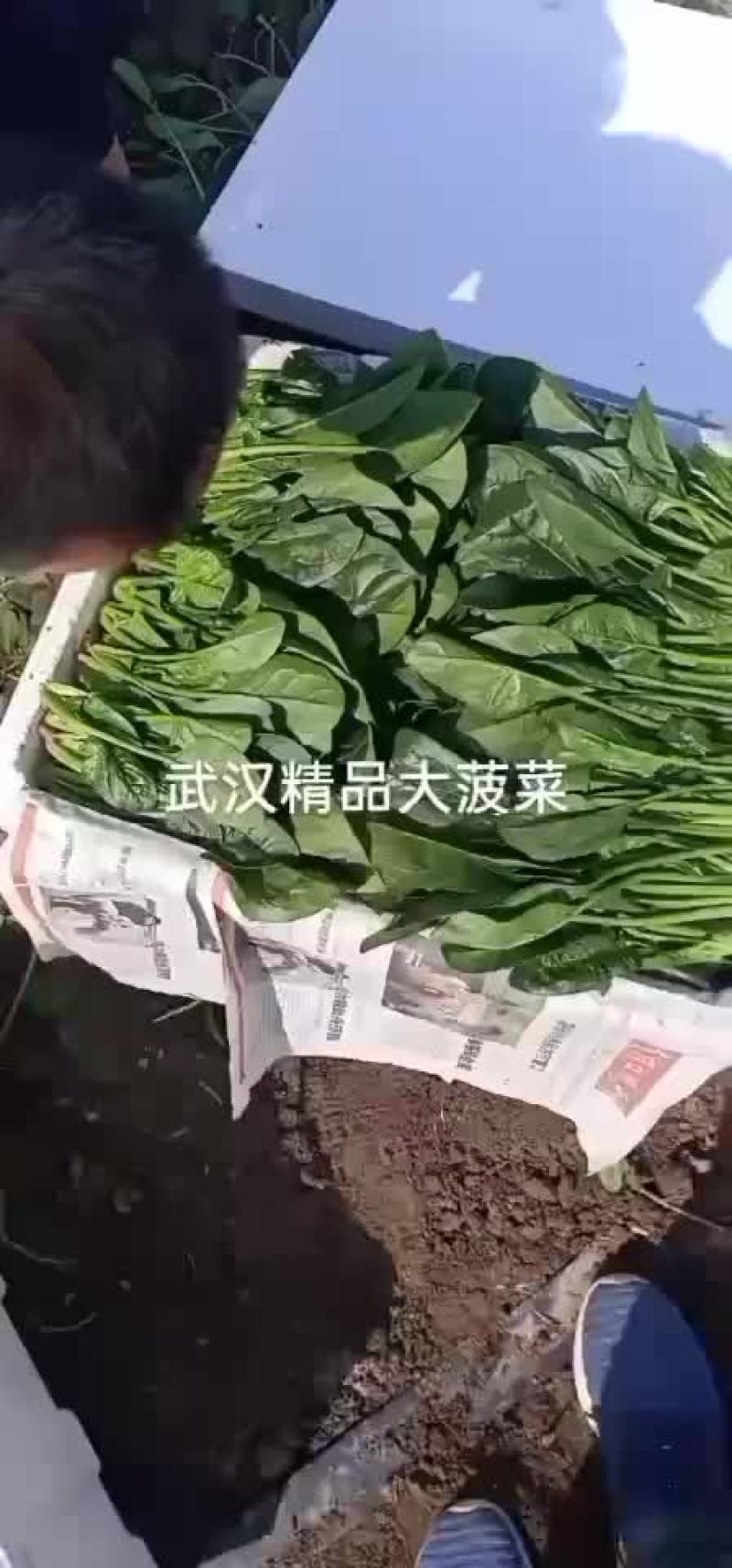 25-28公分精品菠菜大家上市了，欢迎各位老板下单。