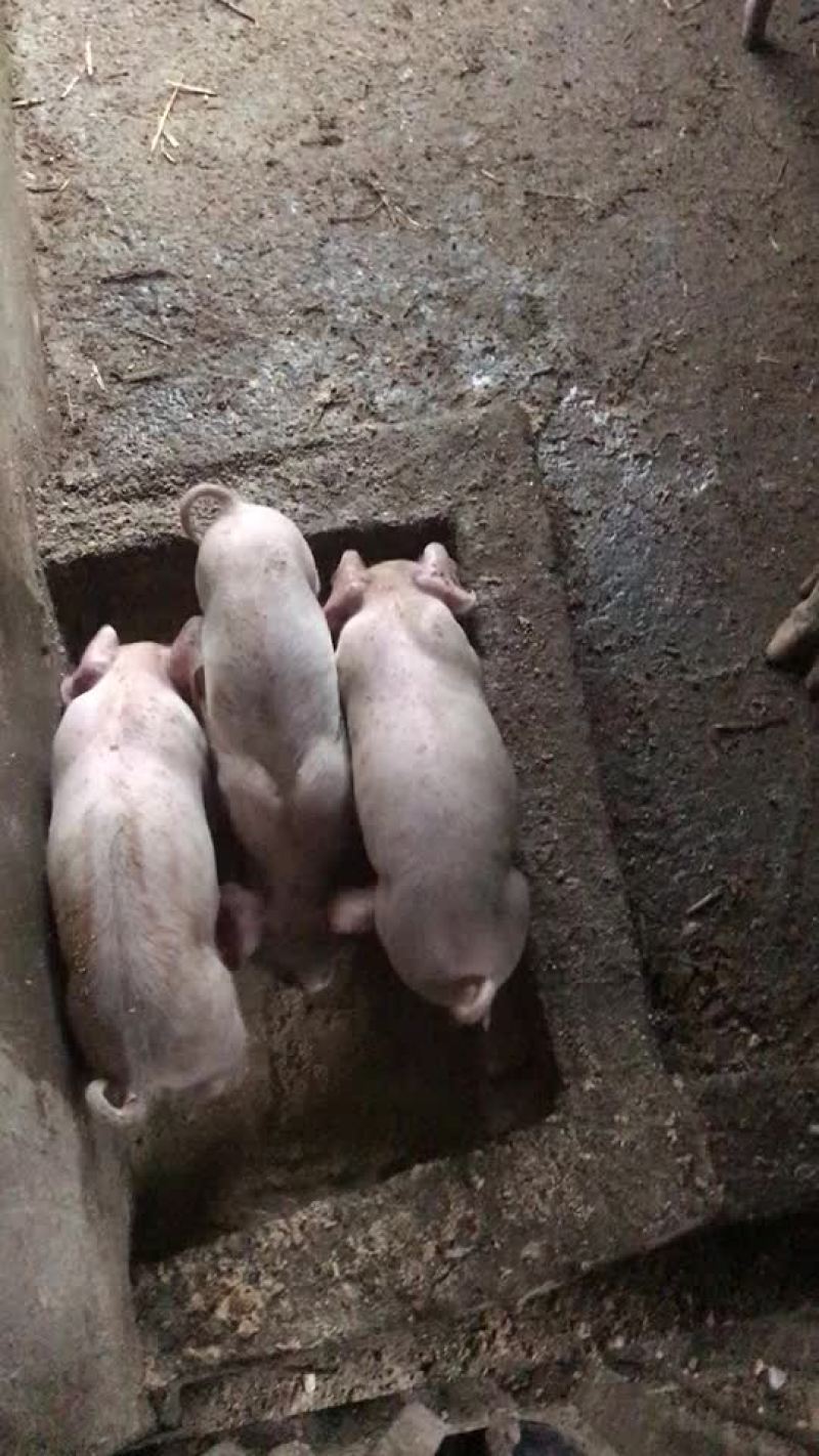 小猪仔猪大小育肥猪农户自养仔猪放养小猪好养易成活
