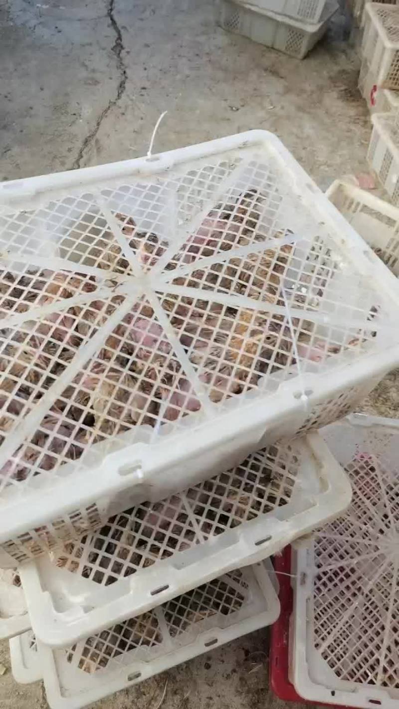 淘汰鹌鹑老鸟，个头非常大，价格非常美丽