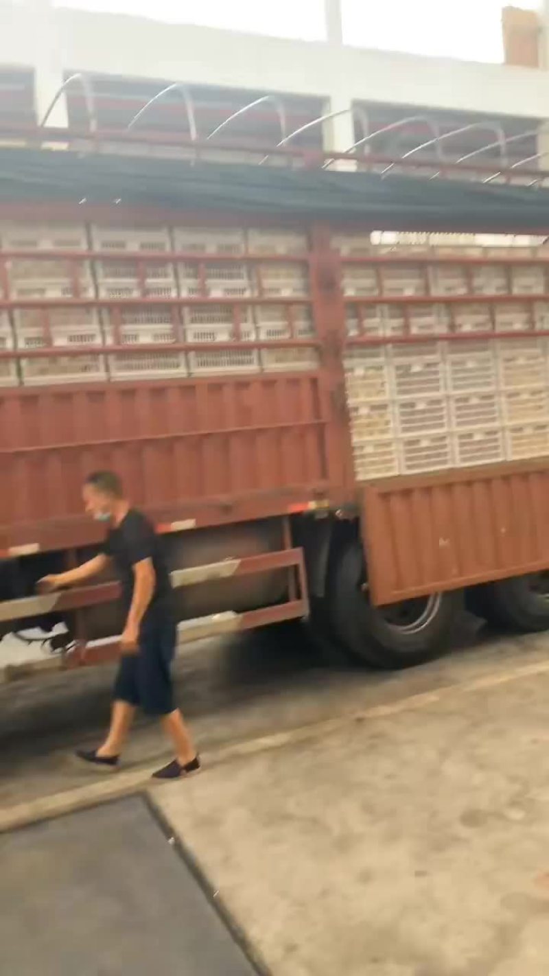 火爆金都