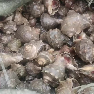海螺苗，吊养的来