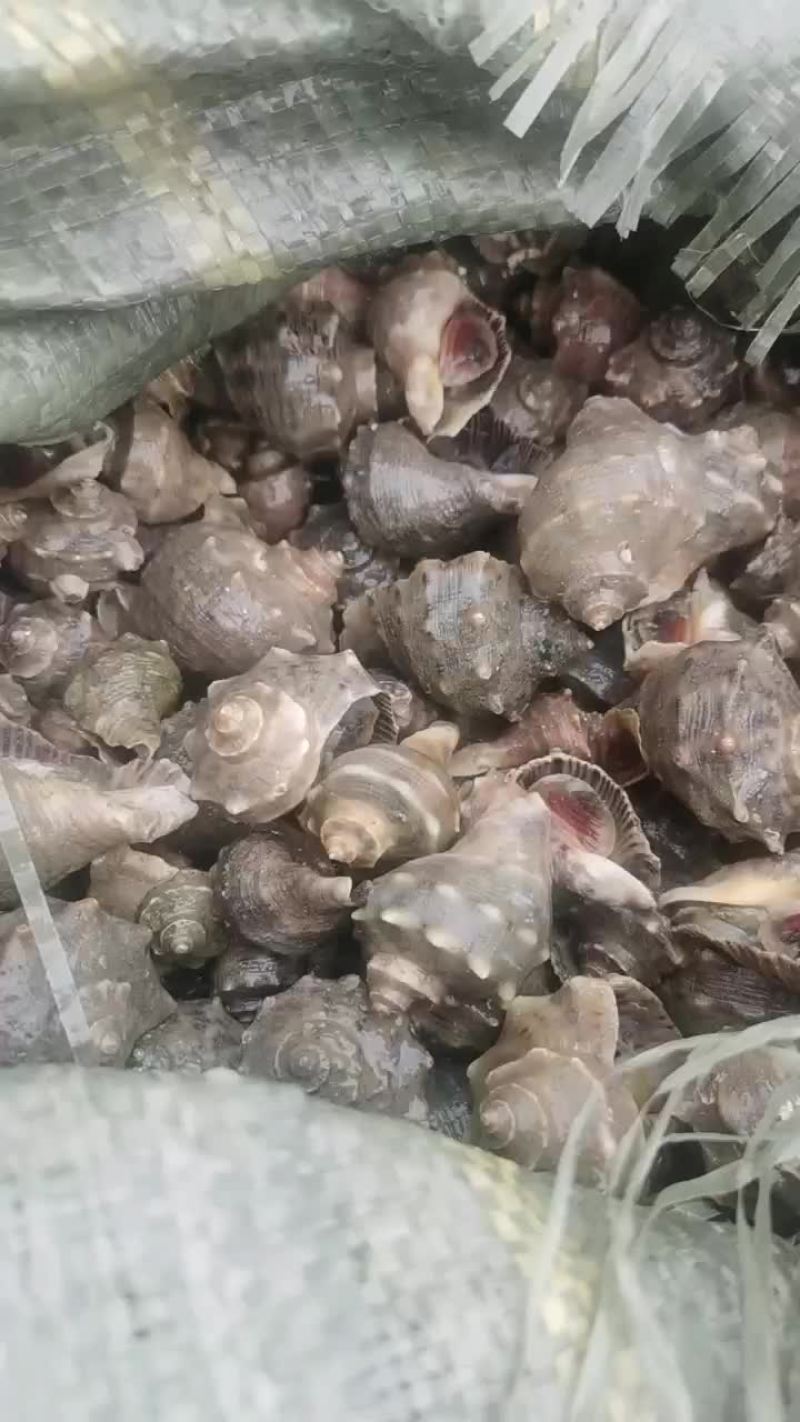海螺苗，吊养的来