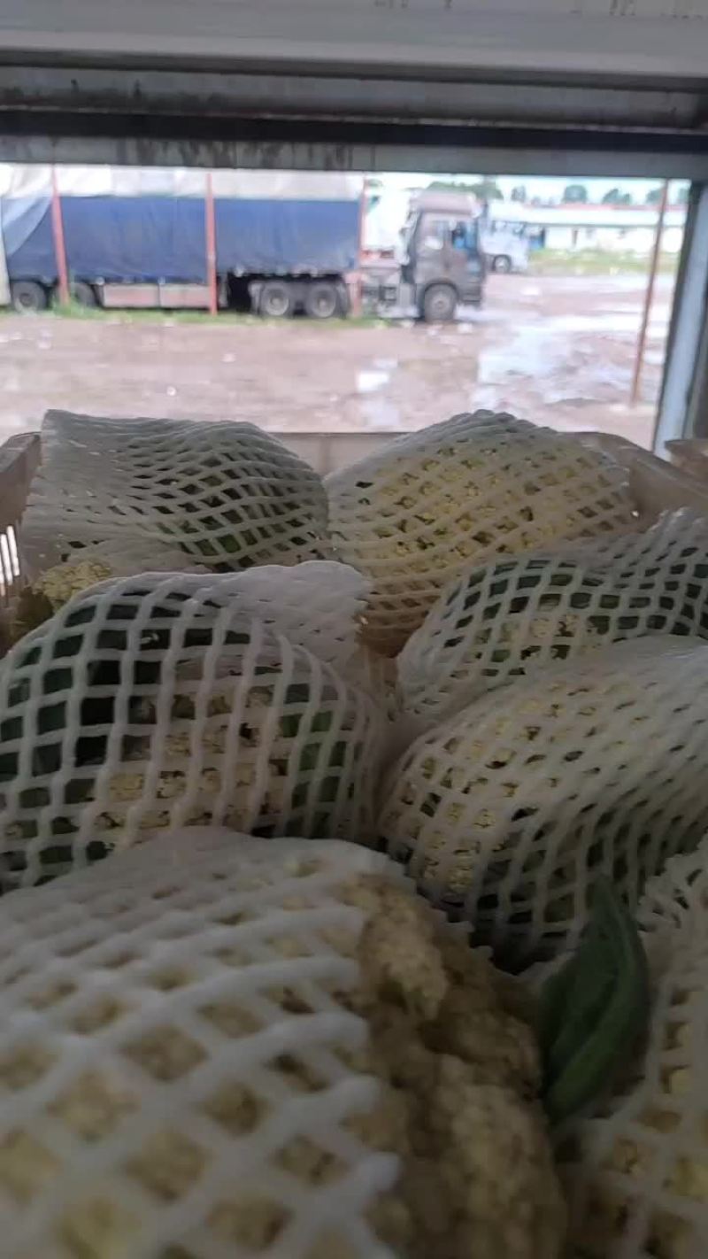 产地直销精品有机花菜