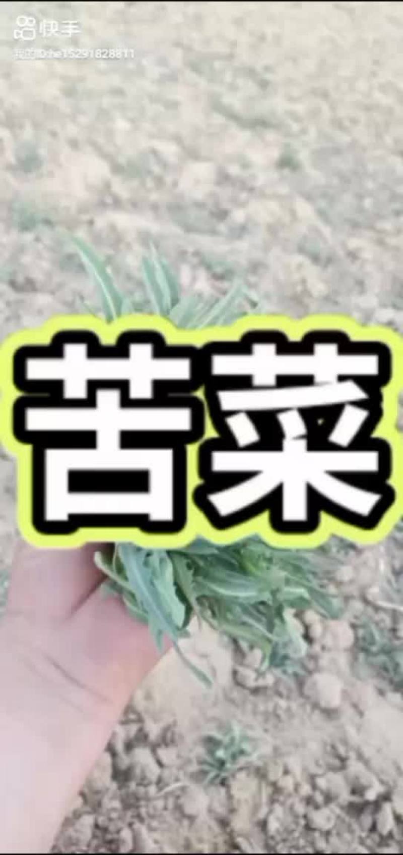 苦菜