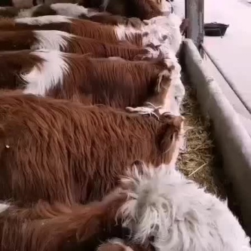 西门塔尔牛犊
