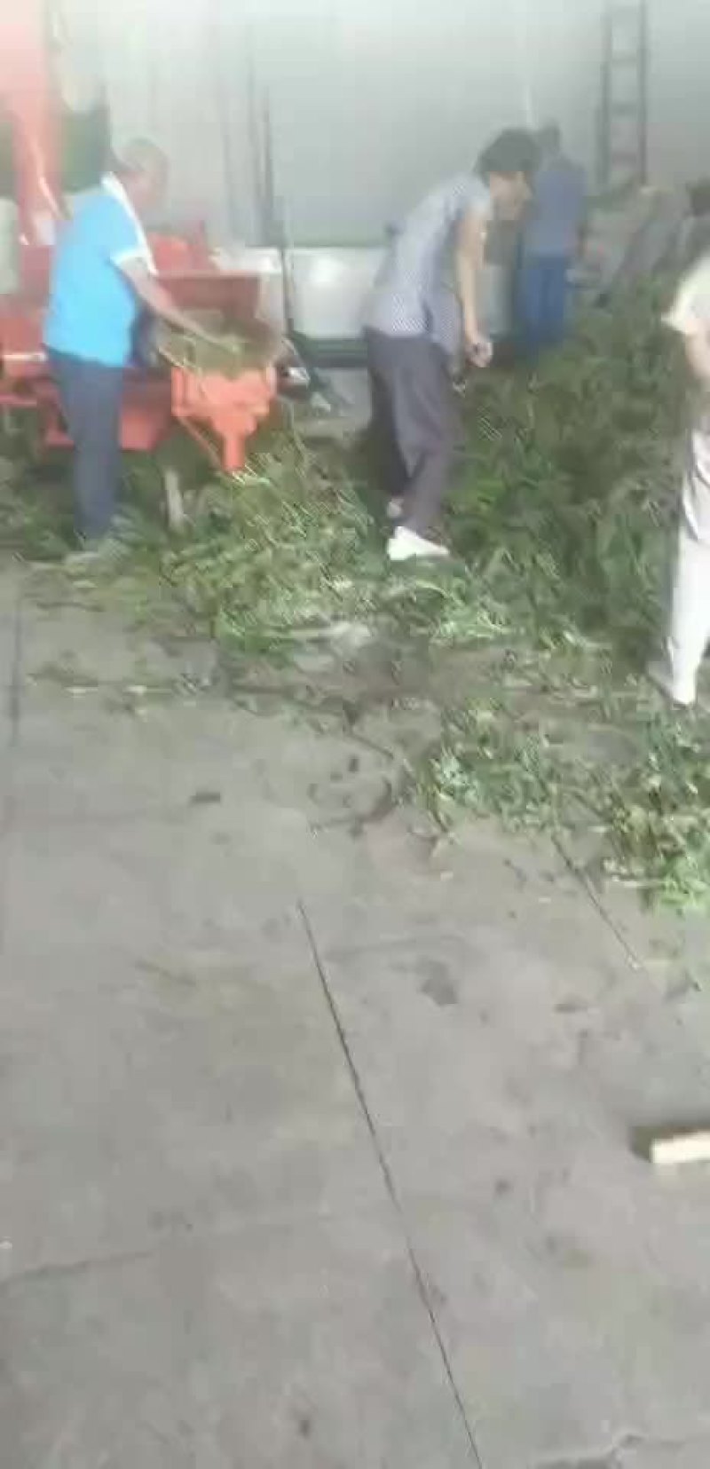救心菜