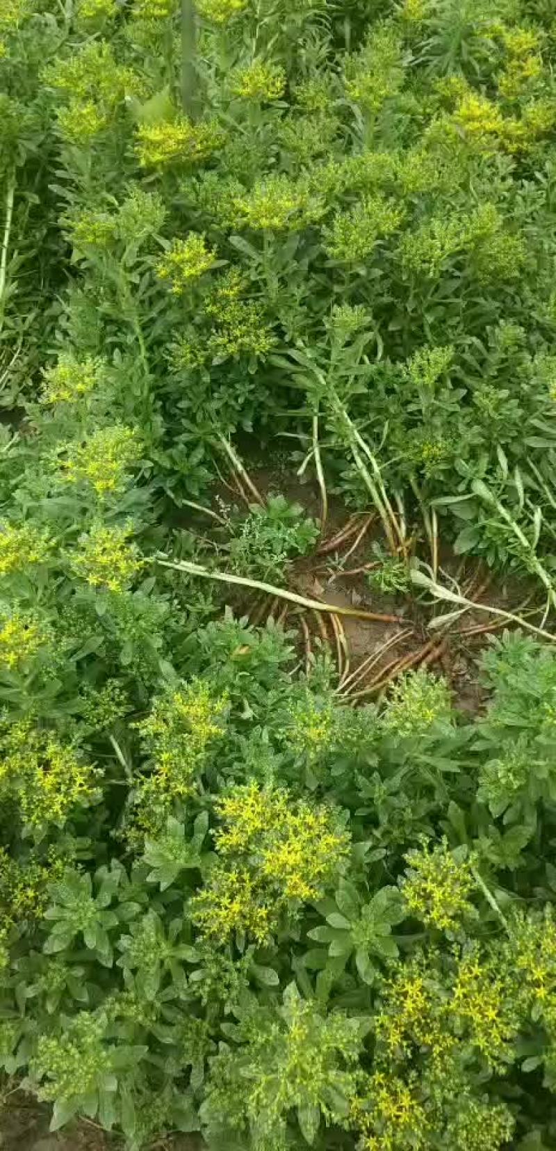 救心菜