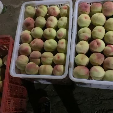 九保大桃，大批量