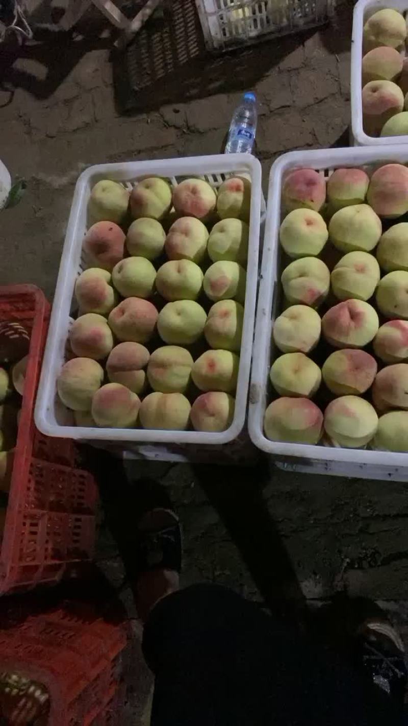 九保大桃，大批量