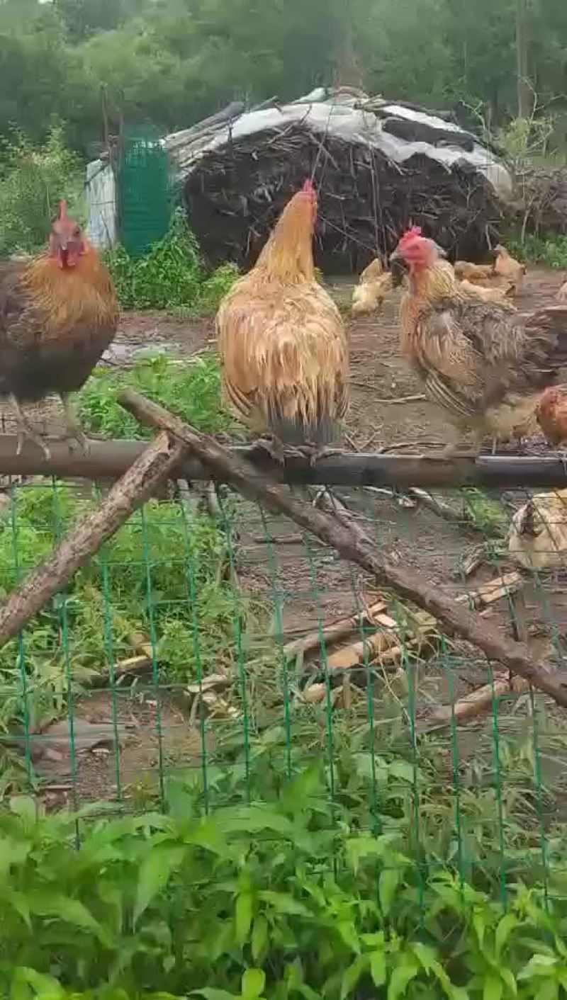 活鸡