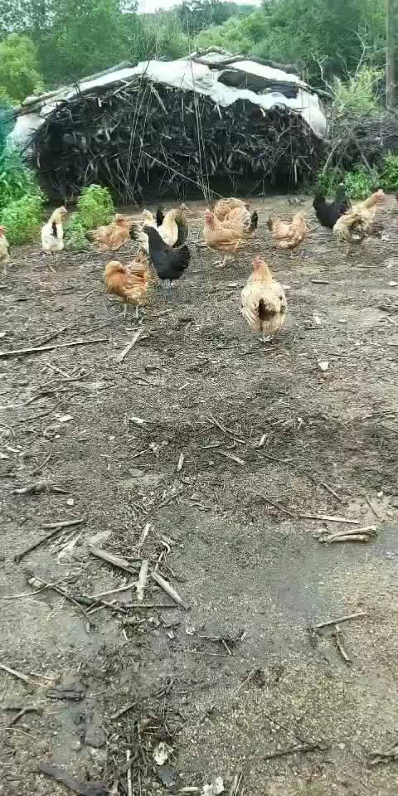 活鸡