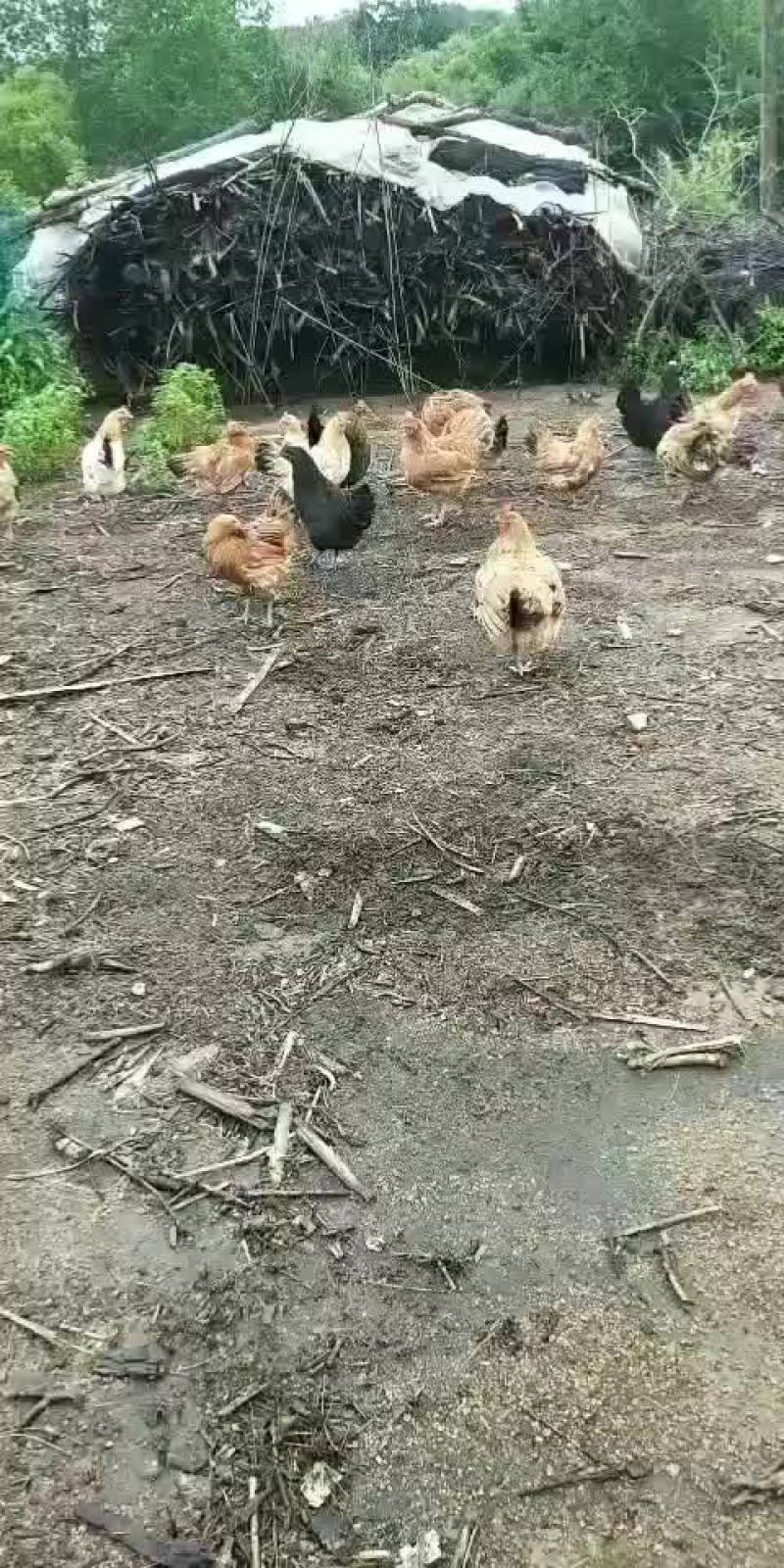 活鸡