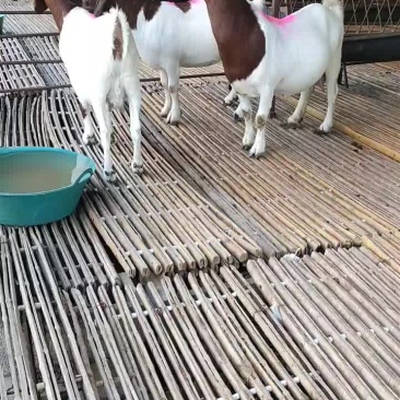 波尔山羊