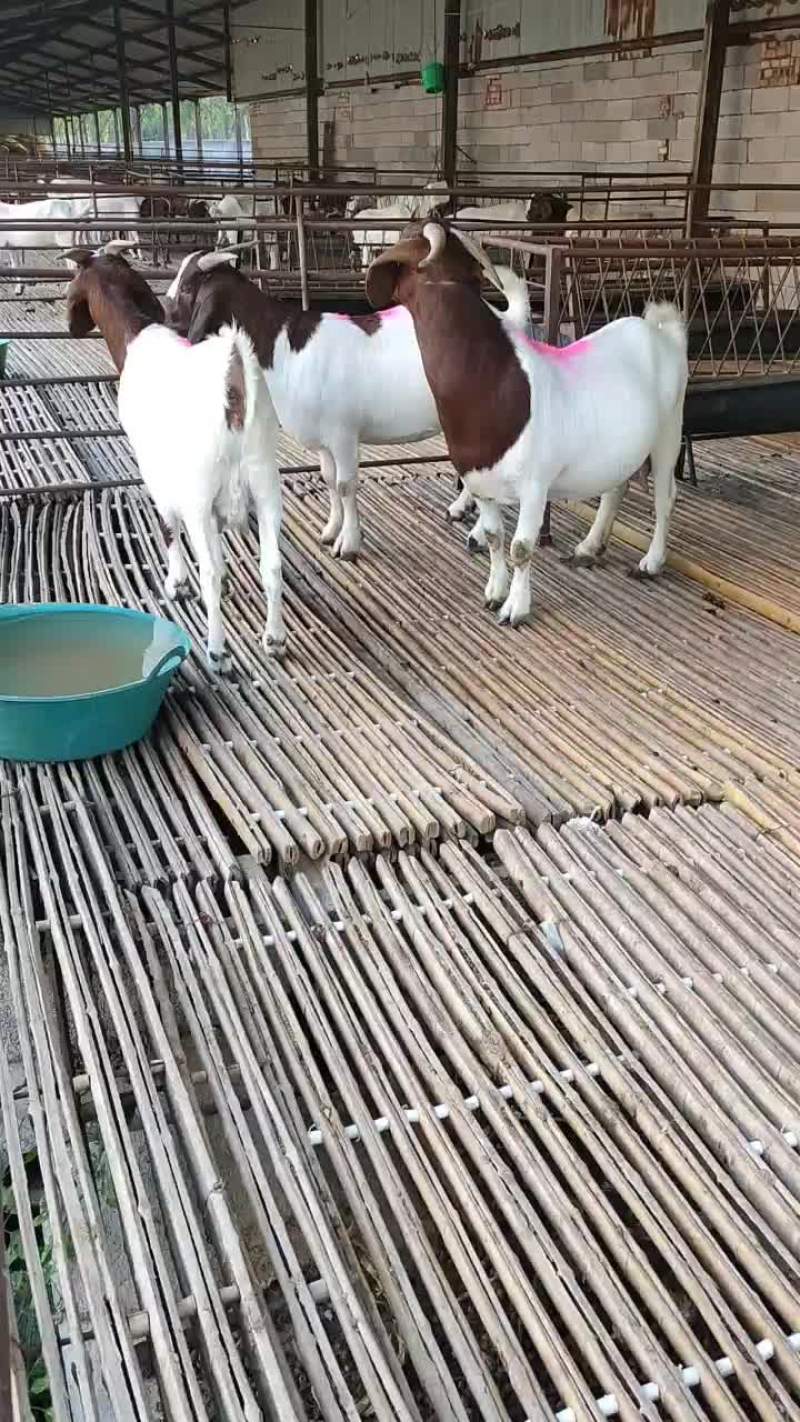 波尔山羊