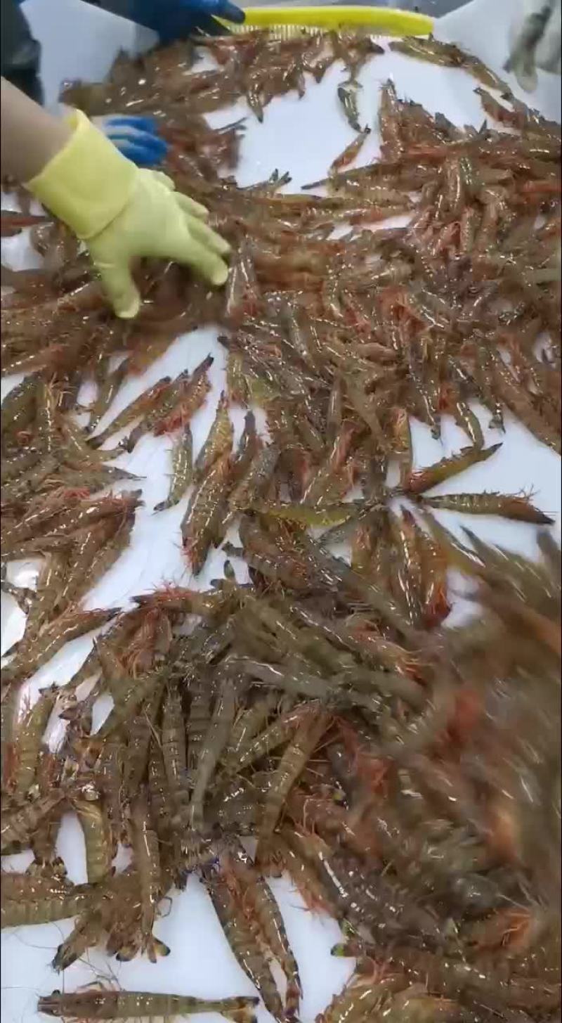 基围虾开始了，有需要的可以联系量大