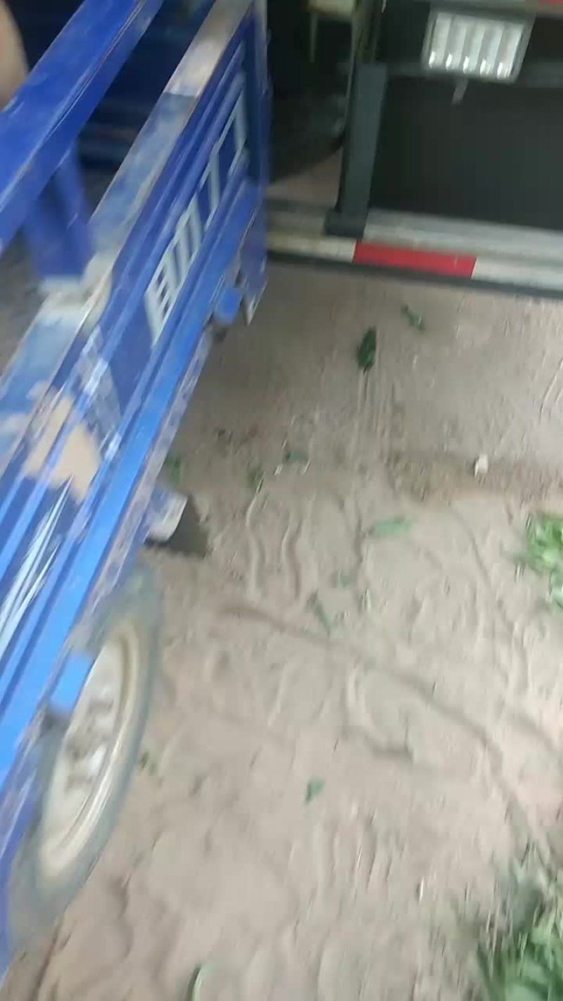 红不软毛桃，质量好，价格底