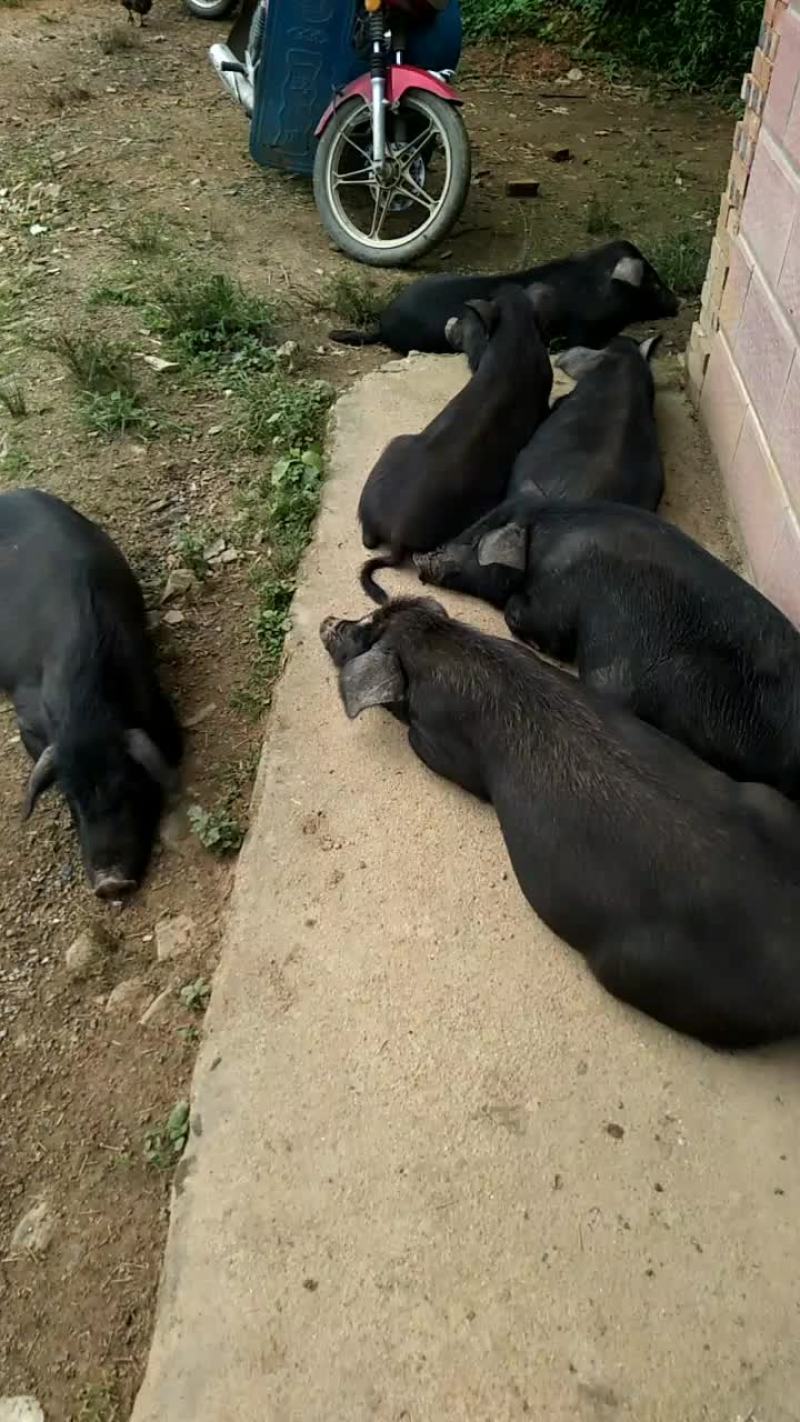 野香猪