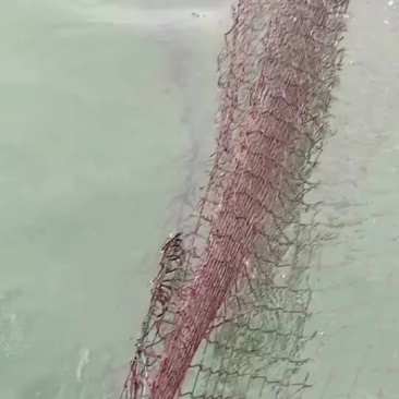 大青鱼，