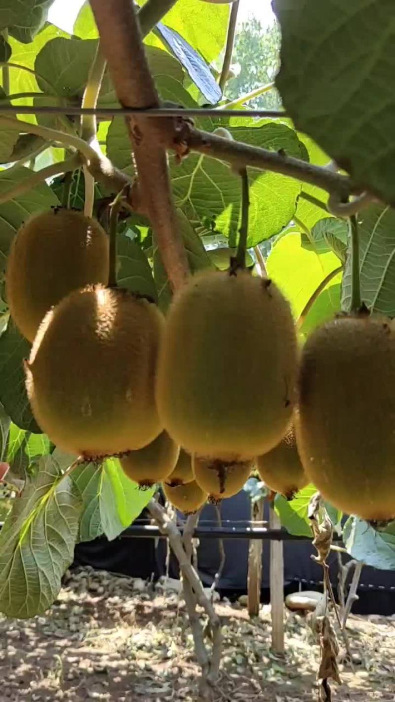 华美2号猕猴桃大量上市