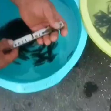 斑鳜鱼苗
