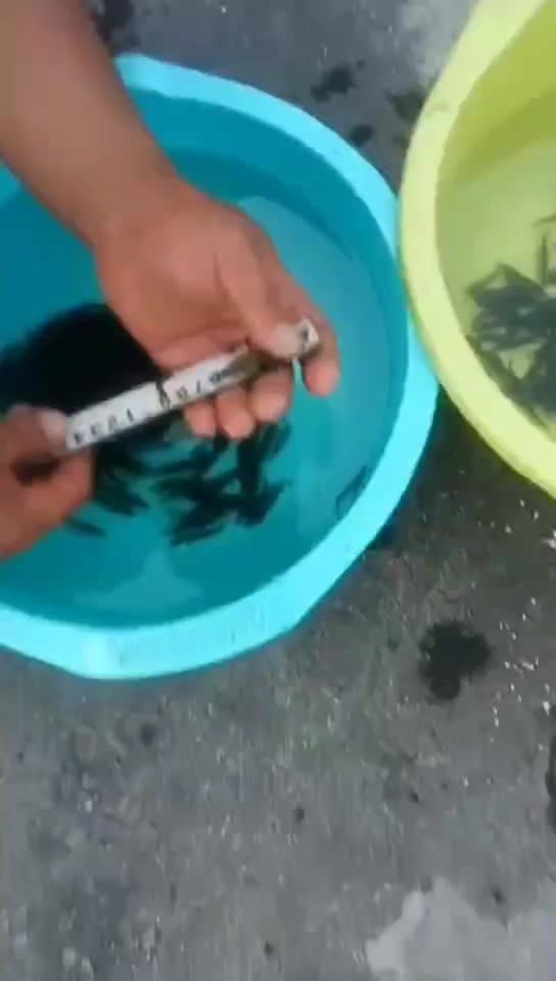 斑鳜鱼苗