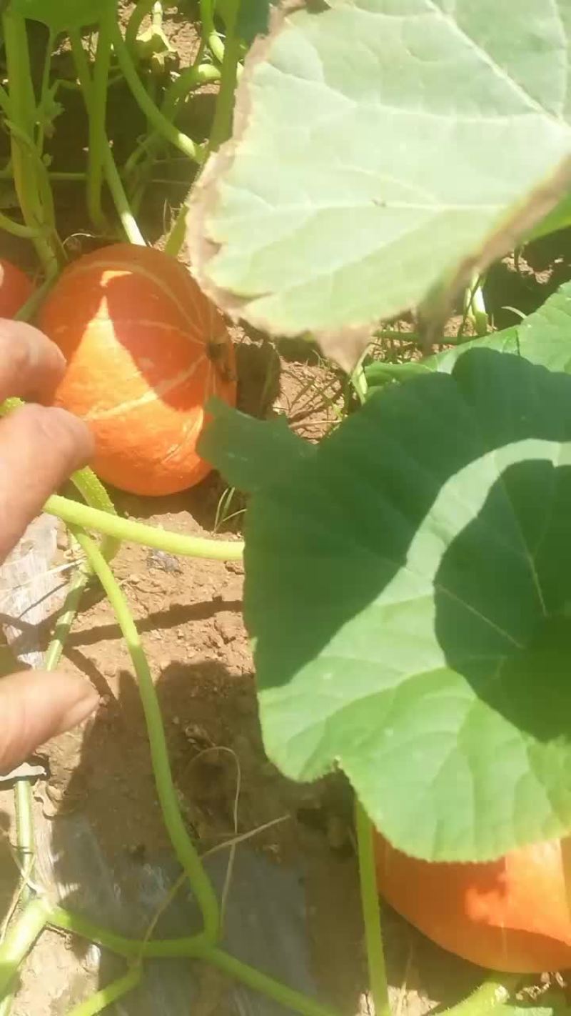 黄金瓜