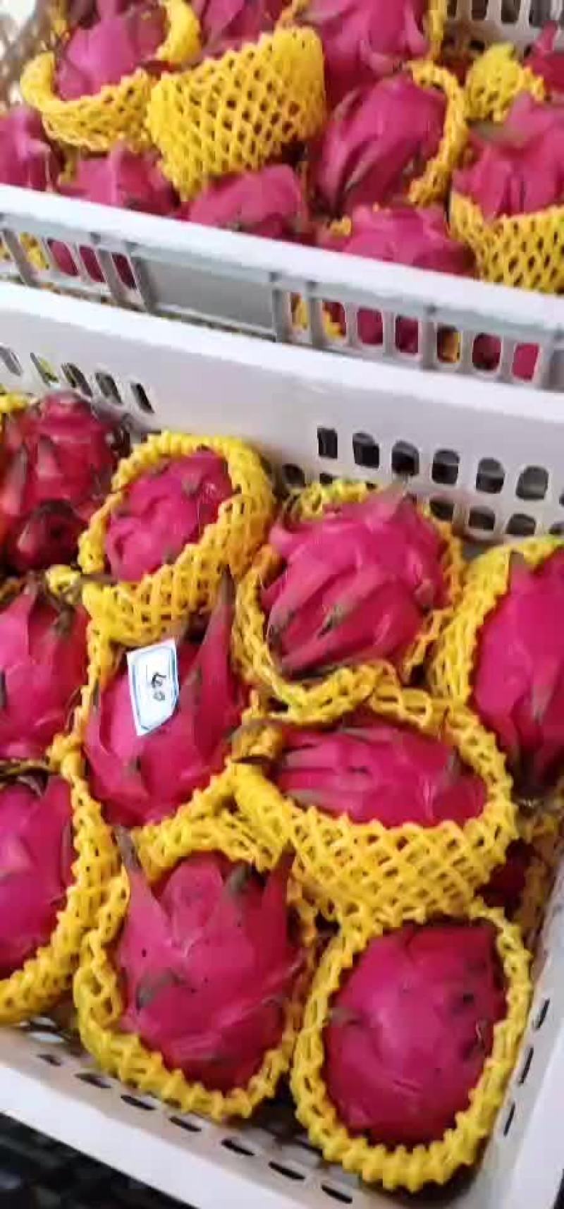 火龙果，蜜宝