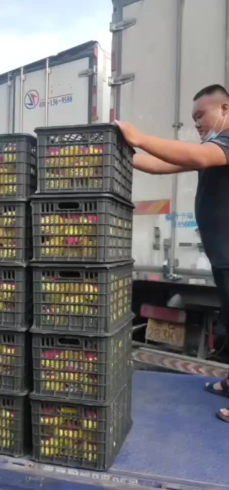火龙果，蜜宝