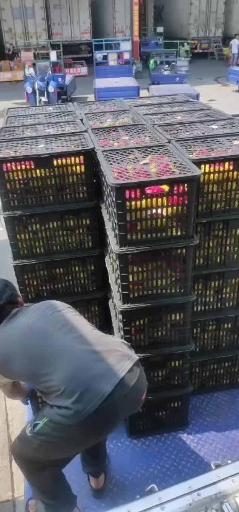 火龙果，蜜宝