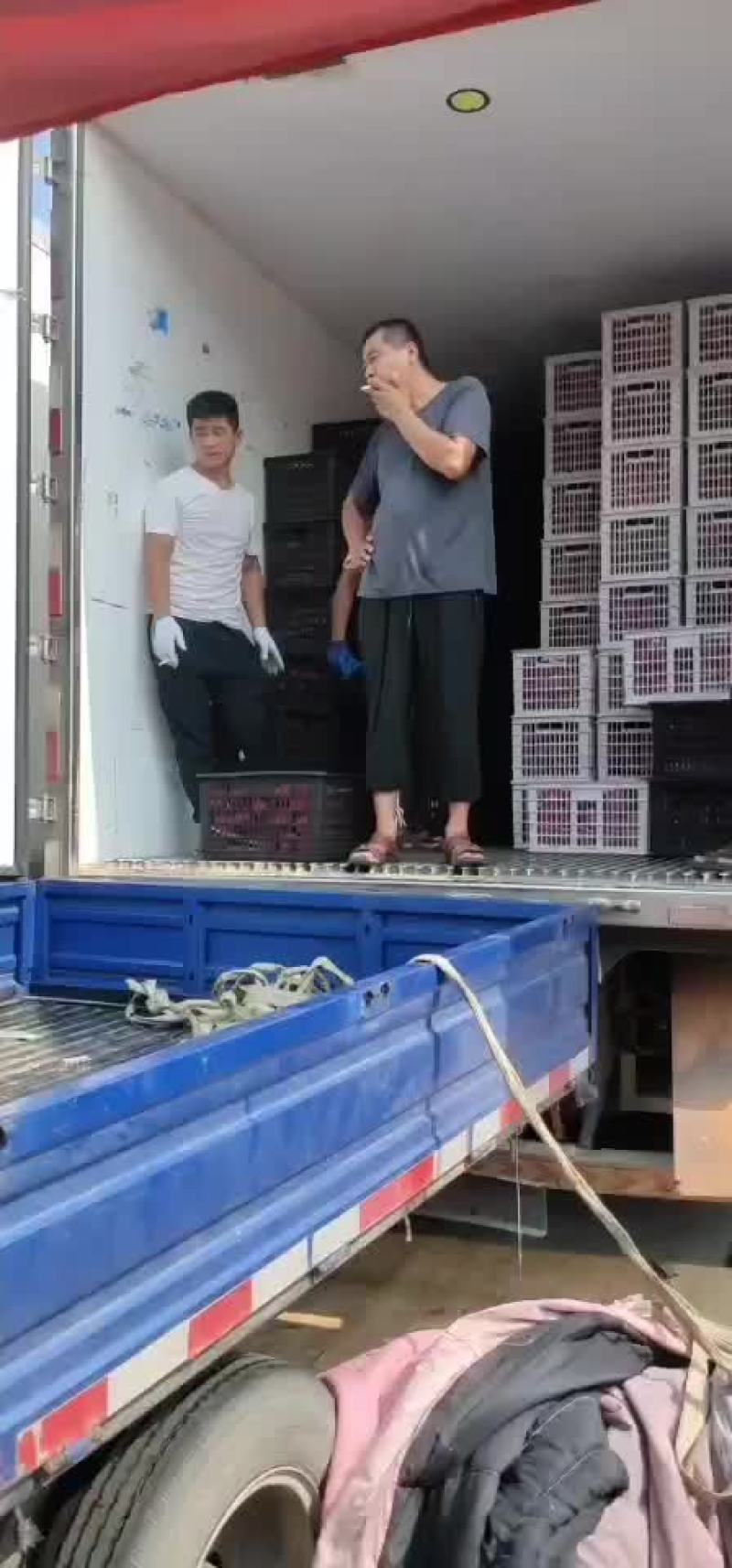 火龙果，蜜宝