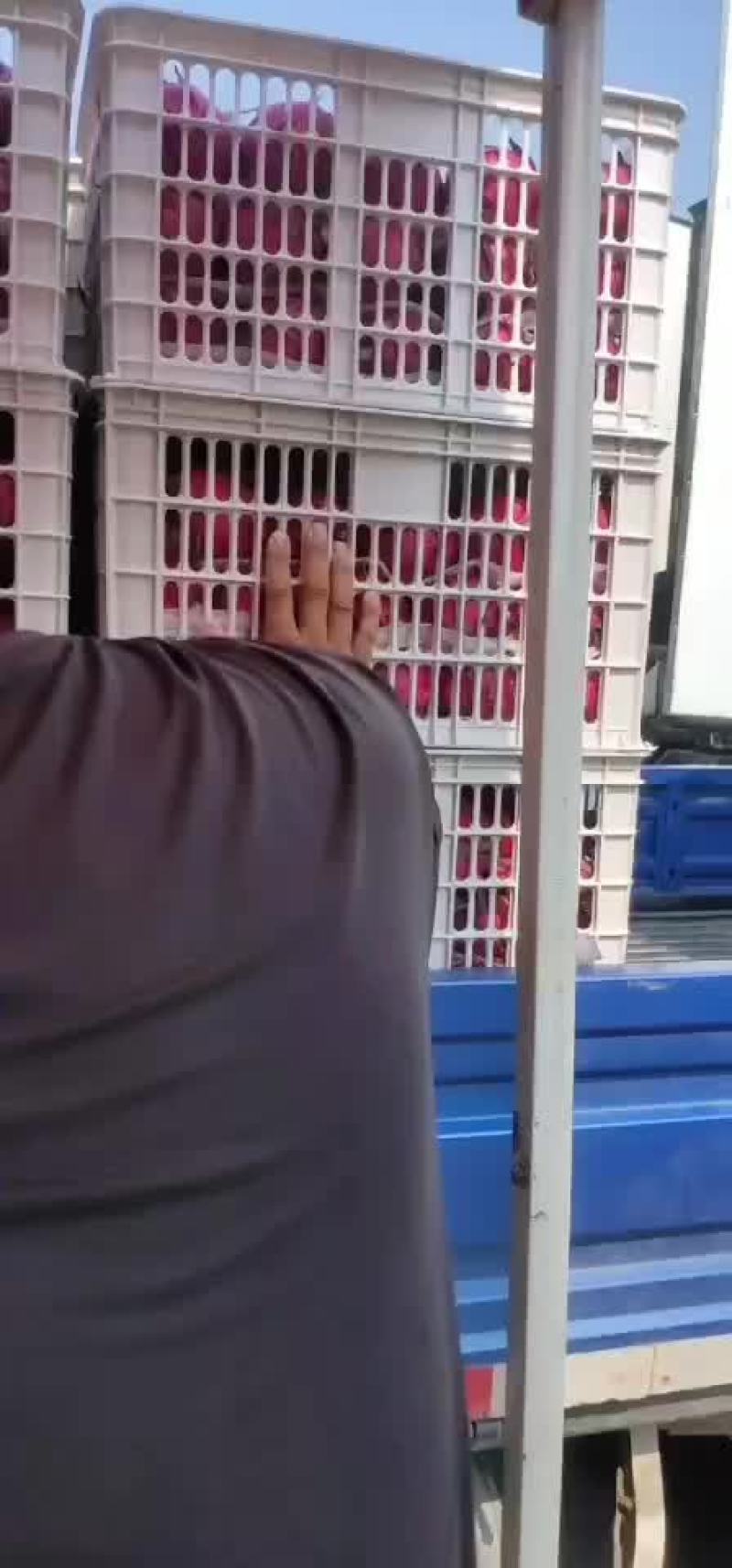 火龙果，蜜宝