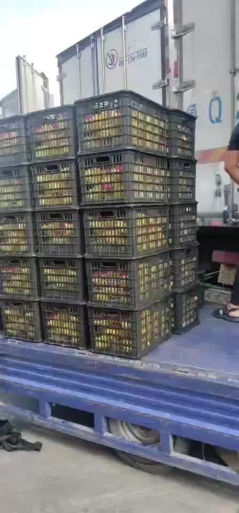 火龙果，蜜宝