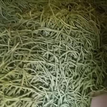 架豆王