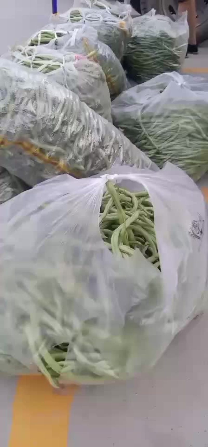 架豆王