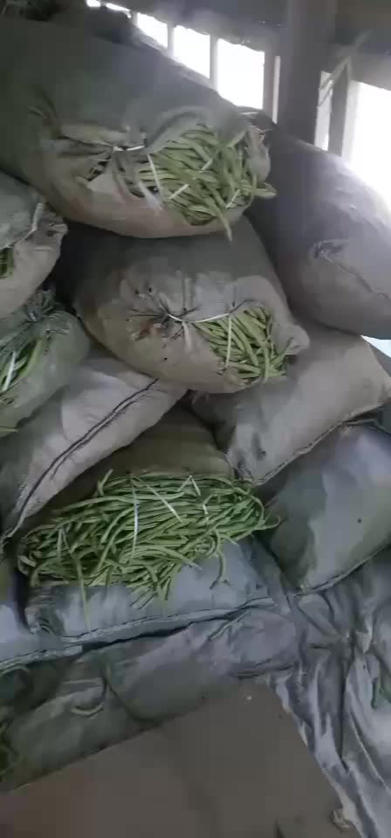 架豆王