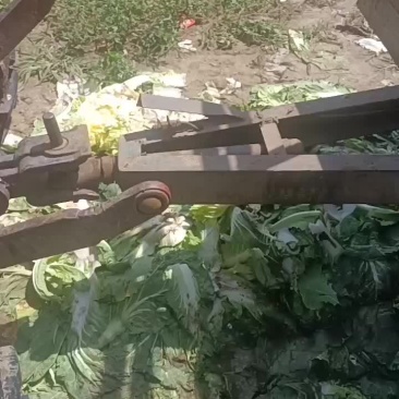 精品大白菜