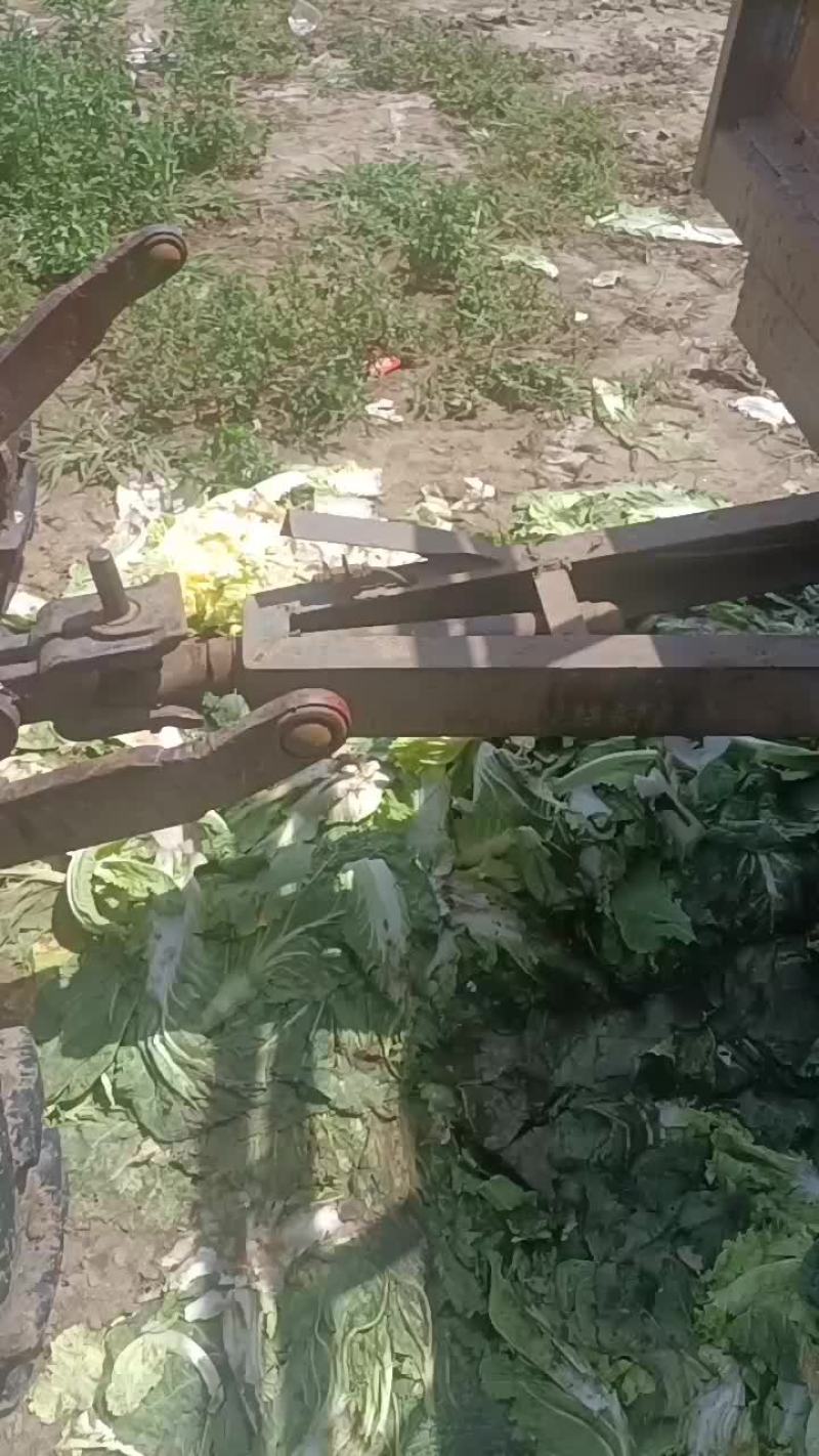 精品大白菜