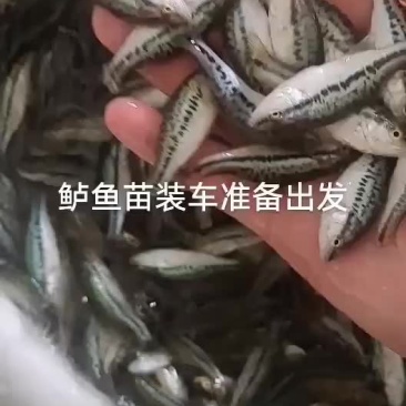 鲈鱼
