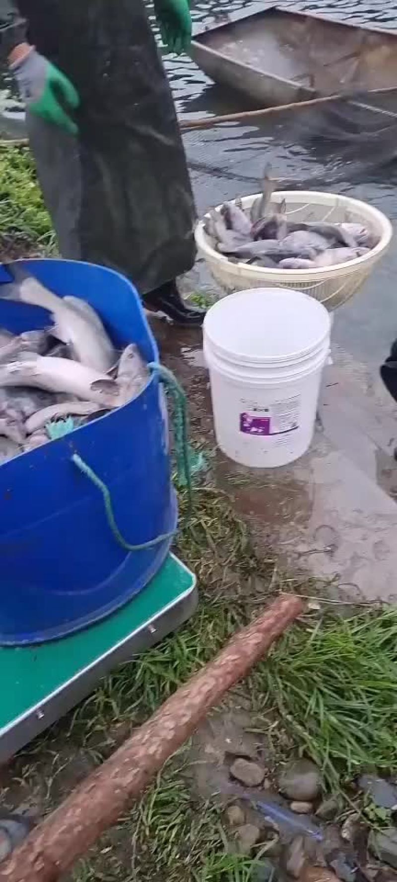 江团，基地直供，大水面培育，规格匀称，饲料训化，无病无伤