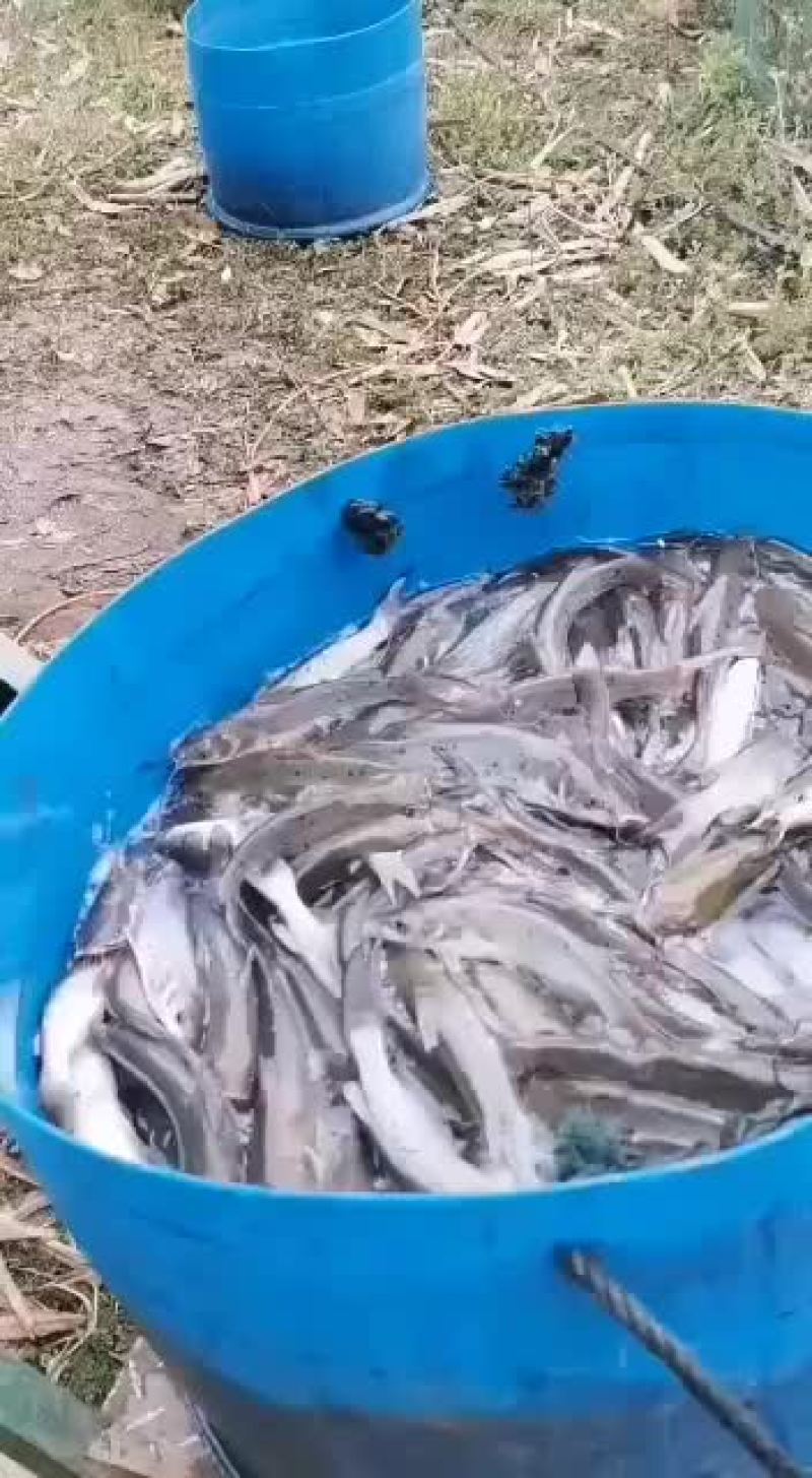 江团，基地直供，大水面培育，规格匀称，饲料训化，无病无伤